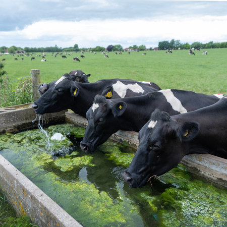 large herd of black and white spotted cows drink water from trough under gray sky in green meadow near north downs in Kentの写真素材