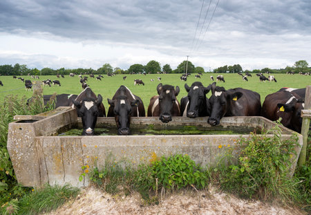 large herd of black and white spotted cows drink water from trough under gray sky in green meadow near north downs in Kentの写真素材
