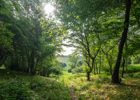 sunlight on path towards meadow in forest near wye in british countryside near wye valley on late spring morningの写真素材