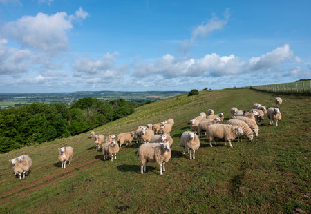 curious sheep on north downs in kent near wye on sunny summer morning under blue sky with fluffy clouds with wye valley in the backgroundの写真素材