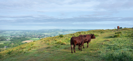 view over Kent landscape from north downs in kent with brown cows on early morning late springの写真素材