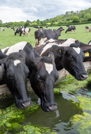 large herd of black and white spotted cows graze under gray sky in green meadow near north downs in Kentの写真素材
