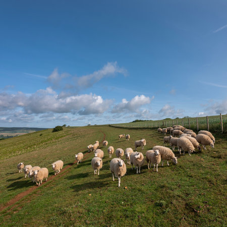 curious sheep on north downs in kent near wye on sunny summer morning under blue sky with fluffy clouds with wye valley in the backgroundの写真素材