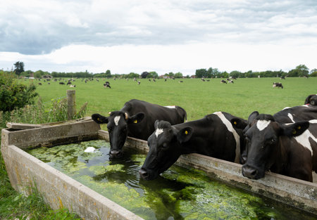 large herd of black and white spotted cows drink water from trough under gray sky in green meadow near north downs in Kentの写真素材
