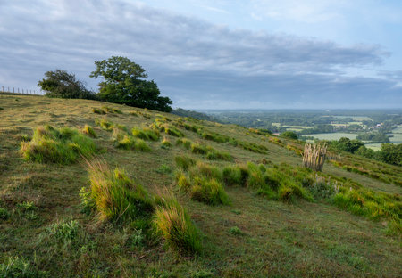 beautiful green landscape of north downs near ashford and wye valley in english county of kent in early morning light late springの写真素材
