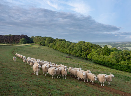 curious sheep on north downs in kent near wye on sunny summer morning under blue sky with fluffy clouds with wye valley in the backgroundの写真素材