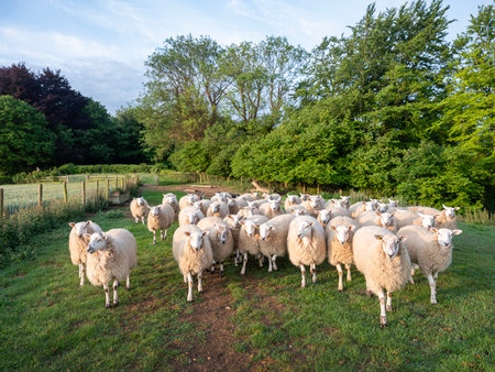 curious sheep on north downs in kent near wye on sunny summer morning under blue sky with fluffy clouds near wye valleyの写真素材