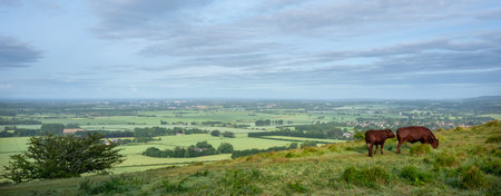 view over Kent landscape from north downs in kent with brown cows on early morning late springの写真素材