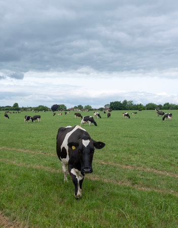 large herd of black and white spotted cows graze under gray sky in green meadow near north downs in Kentの写真素材