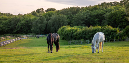black horse and white horse in british summer paddock in warm evening light