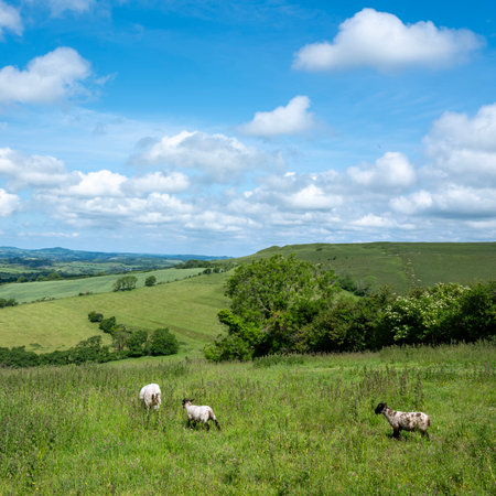 green grassy hills of south doset in england with sheep grazing under blue sky late spring