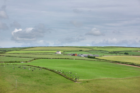 patchwork landscape near exmoor with cows in meadows between hedges
