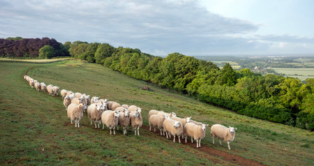 curious sheep on north downs in kent near wye on sunny summer morning under blue sky with fluffy clouds with wye valley in the backgroundの写真素材