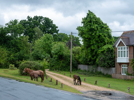 brown ponies and foals near road and house in the new forest in hamnpshireの写真素材