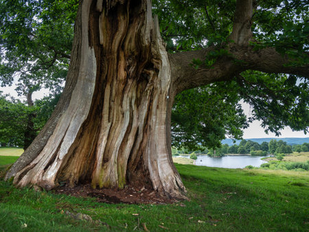 petworth park with very old and large chestnut tree and lake in the backgroundの写真素材