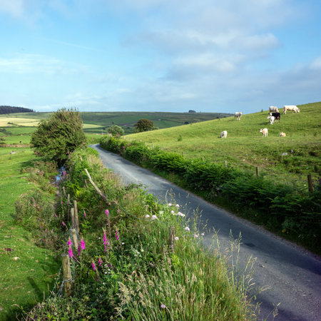 white, beige and black cows with calves in green meadow under blue sky on bodmin moor in cornwall