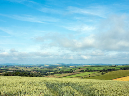 rural landscape with fields and meadows in south Cornwall under blue sky