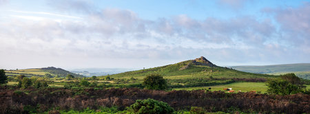 small herd of cows grazing in the beautiful landscape on the moor in national nature reserve...