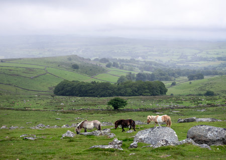 half wild young ponies graze in the beautiful landscape on the moor in national nature reserve dartmoorの写真素材