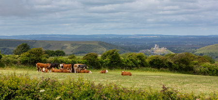 black and brown spotted cows in meadow near corfe castle in south dorset