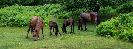 brown ponies with foals in the new forest near brockenhurst in hampshire in the new forest near brockenhurst in hampshireの写真素材