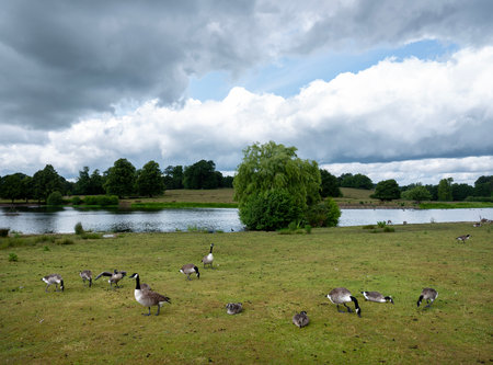 large flock of geese grazing near pond of petworth park in west sussexの写真素材