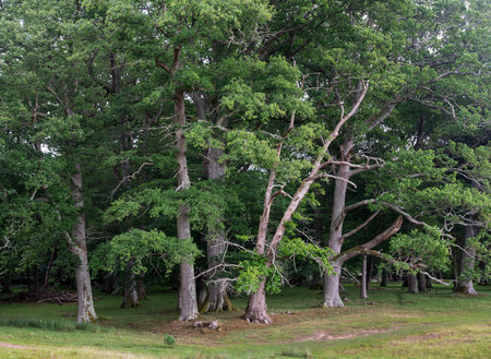very old and large chestnut and oak trees in petworth parkの写真素材