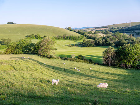 green grassy hills of south doset in england with sheep grazing under blue sky late springの写真素材