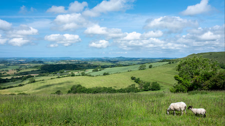 green grassy hills of south dorset in england with sheep grazing under blue sky late springの写真素材