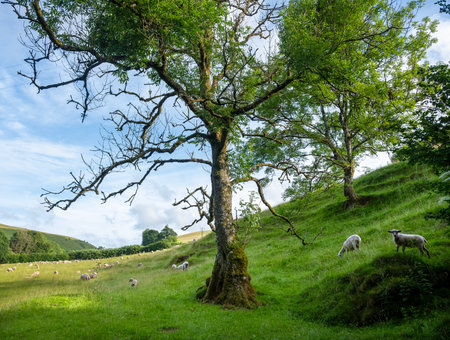 sheep in lush green nature of english national park exmoor under cloudy sky in summerの写真素材