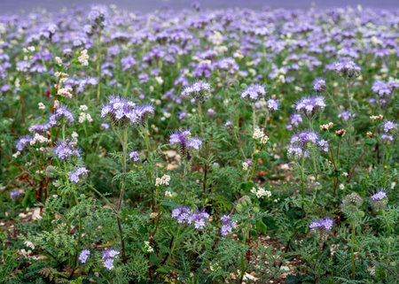 large fields with lacy phacelia in english county of wilshire in spring form a colorful blanket in the countrysideの写真素材