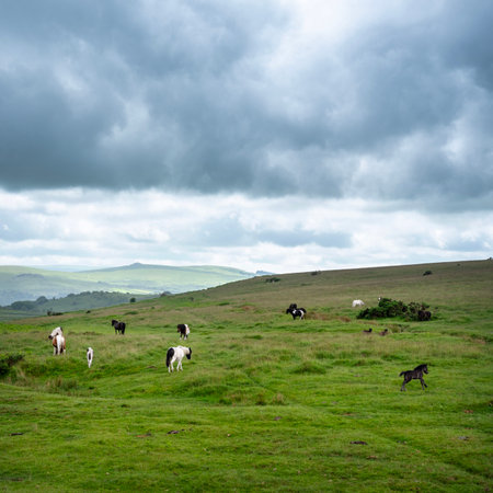 half wild ponies graze in the beautiful landscape on the moor in national nature reserve dartmoorの写真素材
