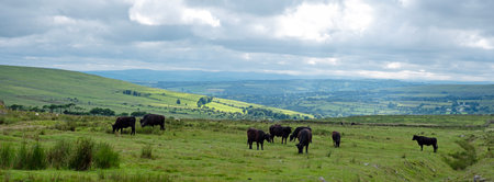 herd of black cows grazing in the beautiful landscape on the moor in national nature reserve...