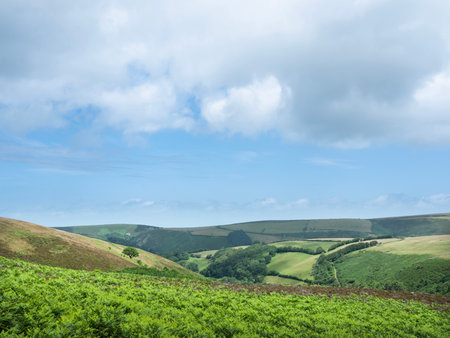 valleys and hills in green nature landscape of exmoor national park