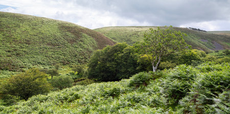 old tree and bracken in nature landscape of exmoor national parkの写真素材