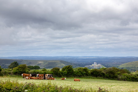 black and brown spotted cows in meadow near corfe castle in south dorsetの写真素材