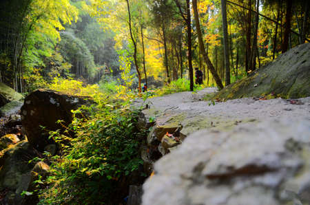 Woods road