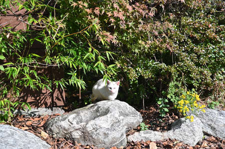 A white street cat on a rockの写真素材