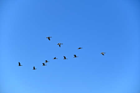Birds flying in groups in the skyの写真素材