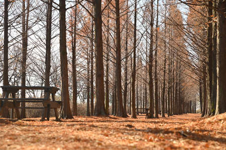 The trail in the forestの写真素材