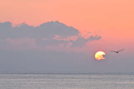 The sun rising through the clouds and seagulls passing byの写真素材