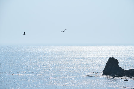 There are rocks in the shining sea and seagulls fly aroundの写真素材