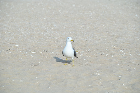 A seagull is sitting on a sandy beachの写真素材