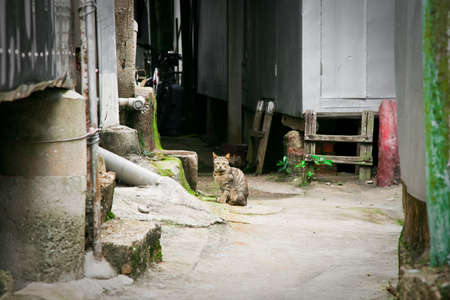 Cat in a narrow, Hong Kong, Asiaの写真素材