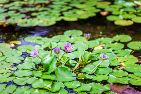 Lotus in Summer, nobodyの写真素材