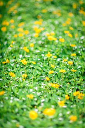 Little yellow flowers on a fieldの写真素材