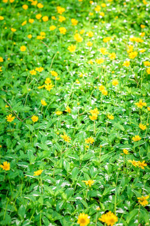 Little yellow flowers on a fieldの写真素材