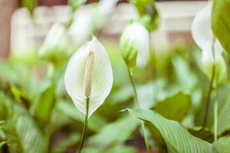 Lily in field, Asiaの写真素材
