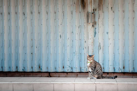 A cat is sitting in front of a closed shopの写真素材