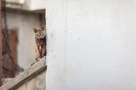 Cat is sitting next to white wallの写真素材